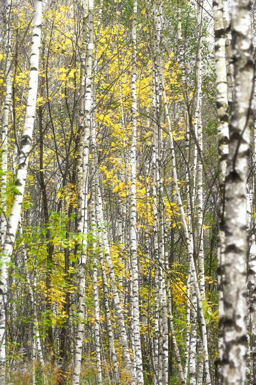 poboruev_landscape in LOOKY