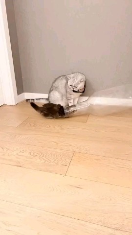 Pets lover в LOOKY. . Cat [#vira](vira) [#...
