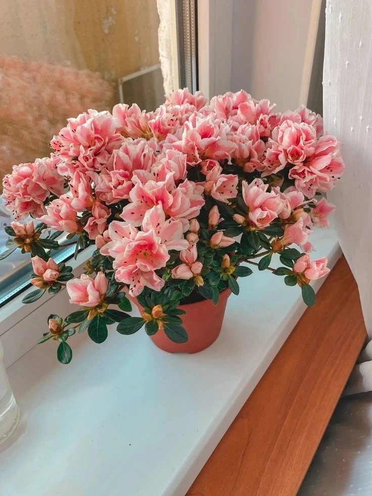 Tatiana Ubushaeva в LOOKY — публикация