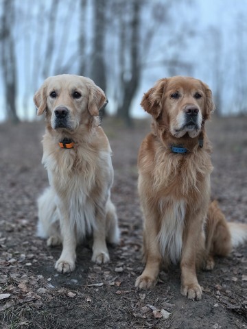 Lipilin_Alexandr в LOOKY. #goldenretriever. #goldenretriever
