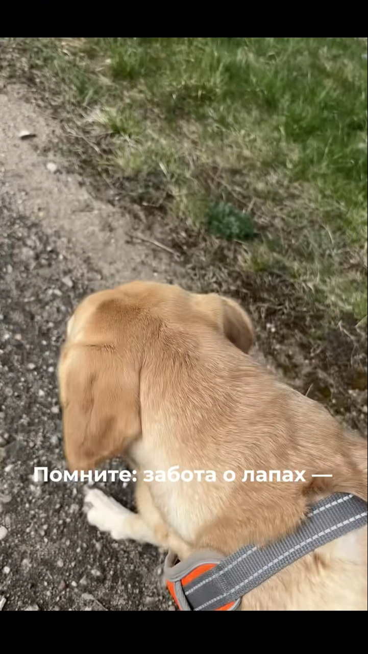 На связи лабрадор Бен-Бен в LOOKY. #276247301,#собака,#собакадругчеловека,#любовь,#малыш,#питомец,#воскдлялап. Обрабатываем лапки в...