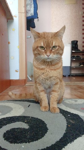 Solhze1234 в LOOKY. . Мой котик🤗🤗🤗😘😘�...