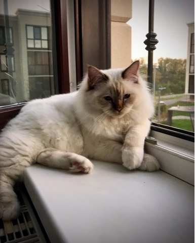 svetlana14064 в LOOKY. #Священнаябирма,#Породистыекотята,#Котята,#шарлинфэмили,#осень,#кот,#кошки,#пушистыелюбимцы,#теплыеденьки. Погода позволяет наш...