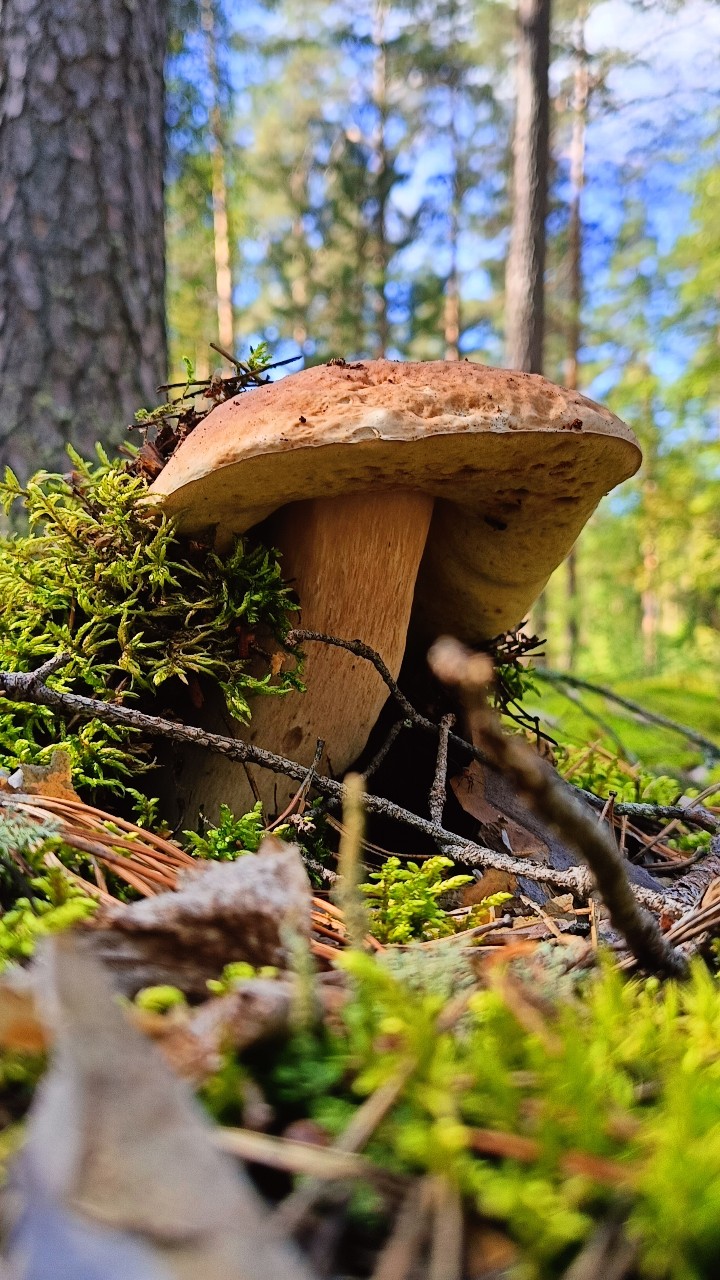 Данилов Евгений в LOOKY — Начало...