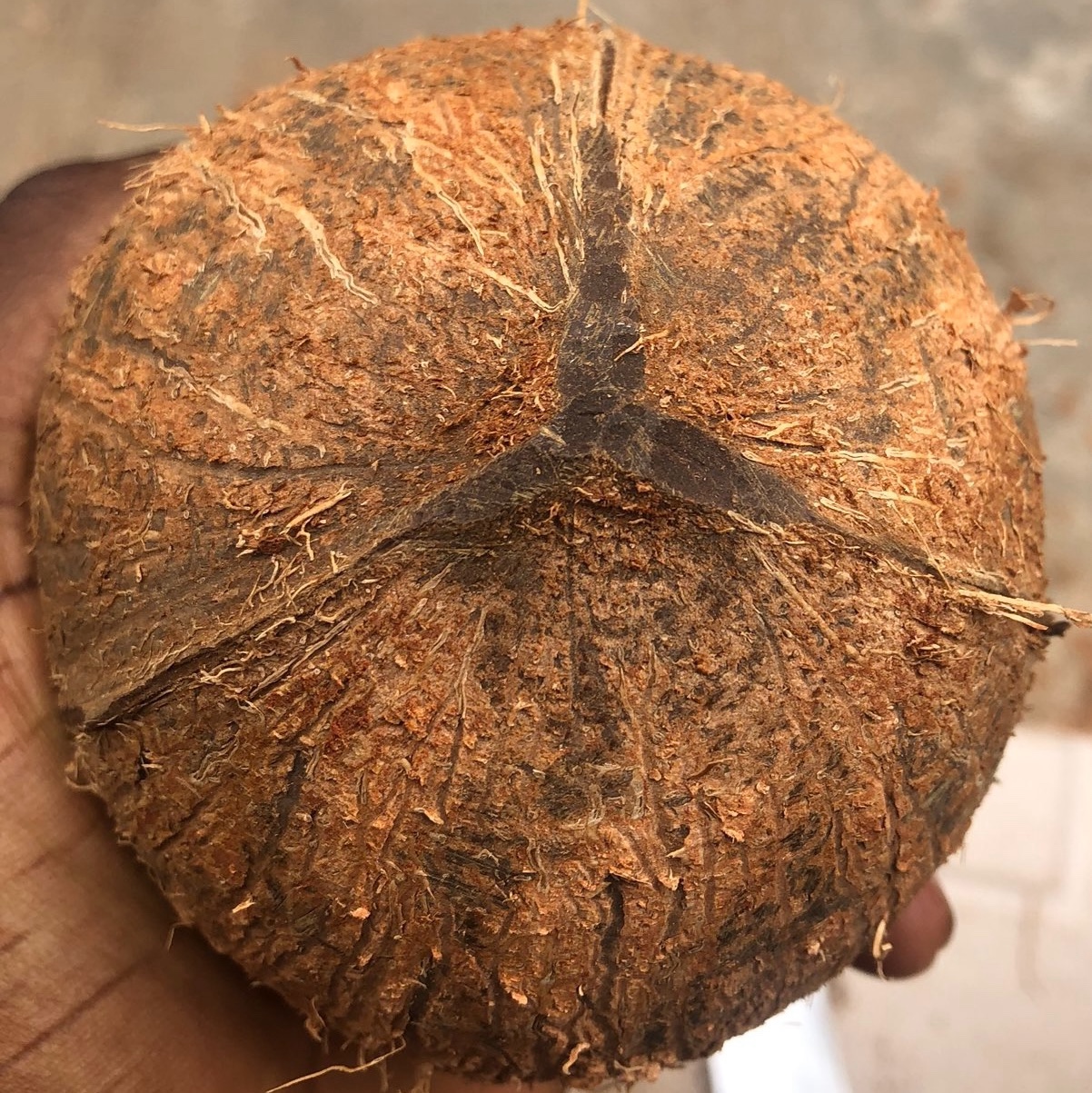  в LOOKY — #всемирныйденькокоса #worldcoconutday
