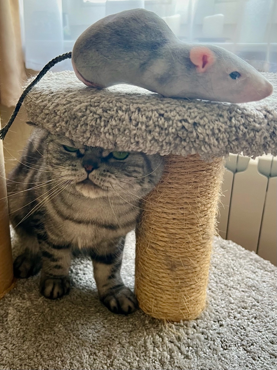 british_mars_cat
