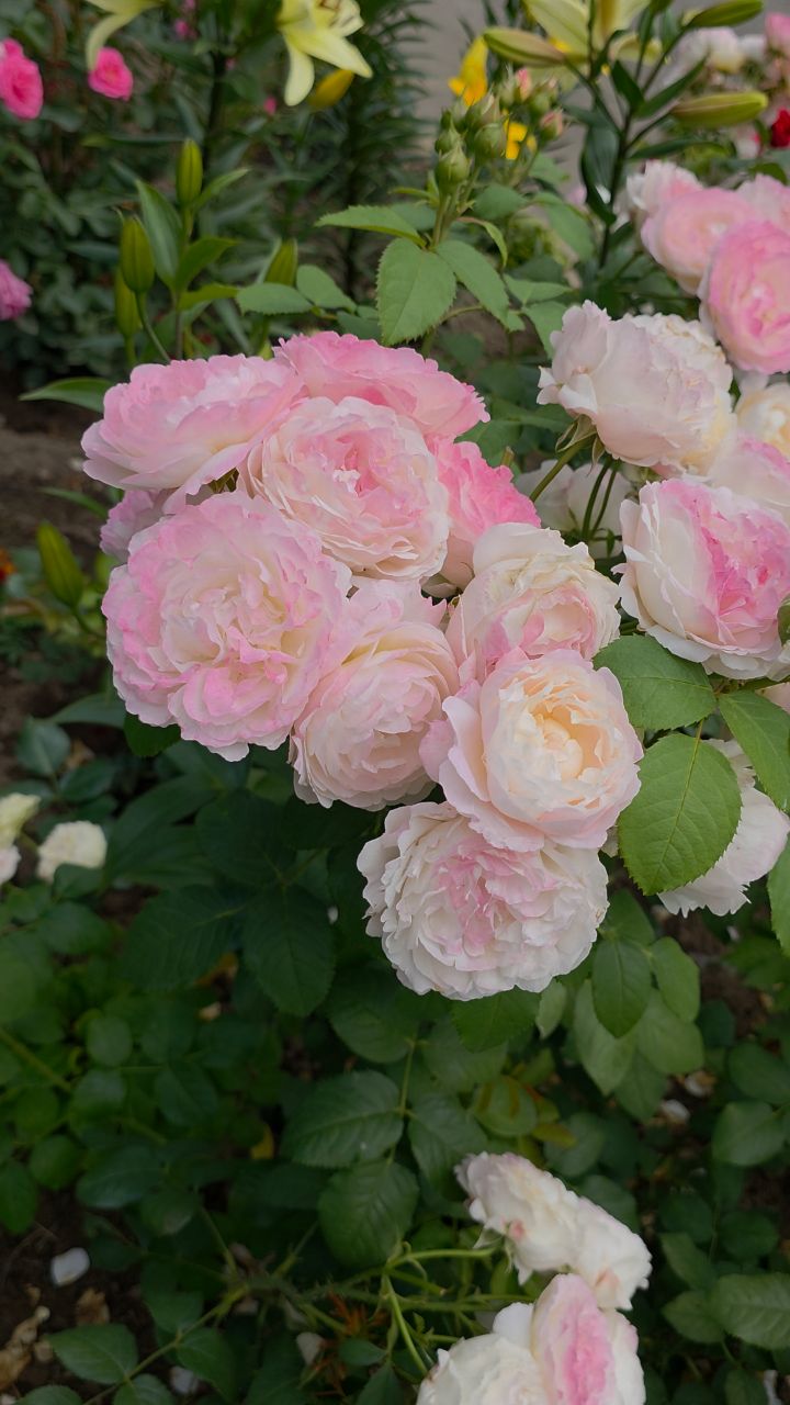 Fleurs в LOOKY. #розы,#цветы,#растения,#красота,#красивыеместа,#looky,#looky_official,#looky_контент,#looky_цветы,#природа. Пятница — это малень...