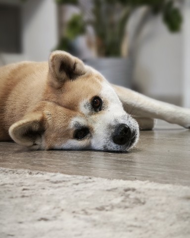 Габи в LOOKY. #габи_кузя,#акита,#акитаину,#акита_ину,#akita,#akita_inu,#akitainu,#akutaclub,#dogs,#dog,#собака,#рилс,#популярное,#тренд,#реклама,#продвижение. #габи_кузя #акита #а...