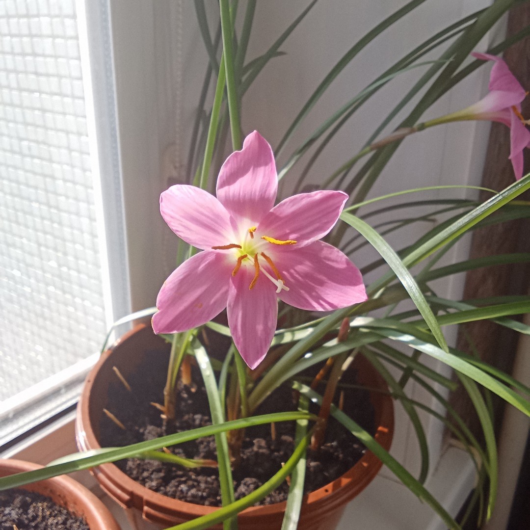 🎋🌿 Новые [#красавчики](красавчики) раскрылись [#сегодня](сегодня) [#утром](утром) . 
На последнем видео в карусели новый [#бутончик](бутончик) на подходе ☺🤗
🌷🌹🌻🌼🌸🌺
