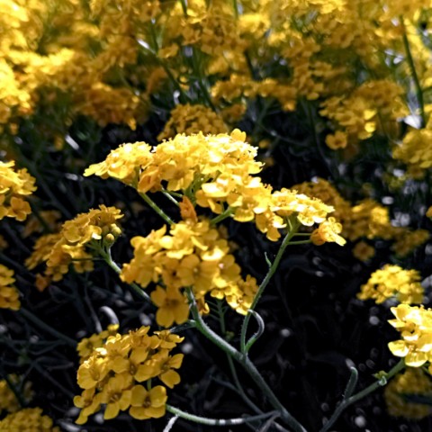 volkov в LOOKY. #цветы,#flowers,#природа. #цветы #flowers #при...