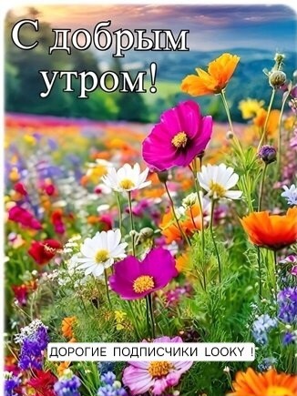 ДедМед в LOOKY — публикация