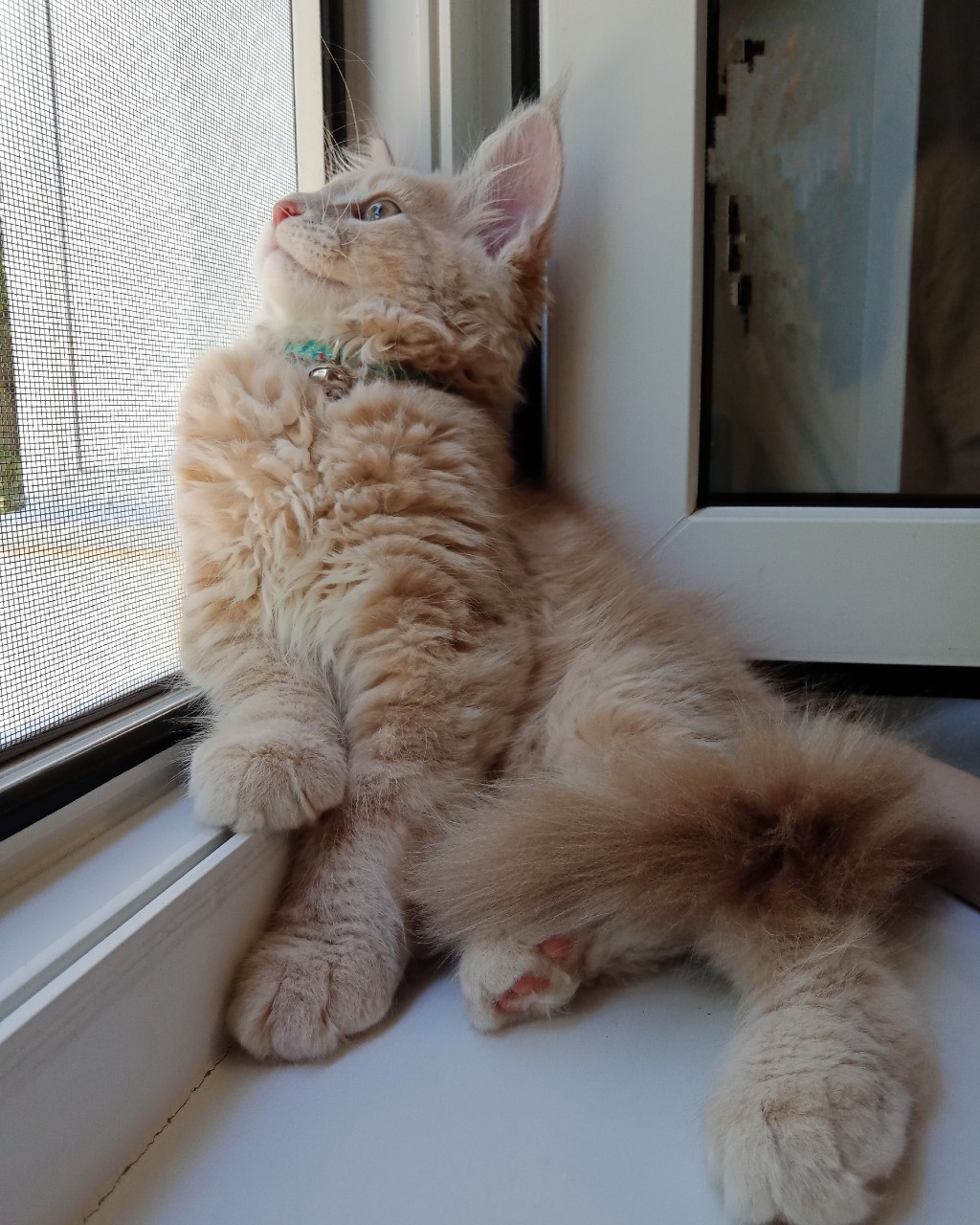 Looky_1691440983951 в LOOKY — Здравствуйте, мои дорогие котики! Как у вас дела? Что нового