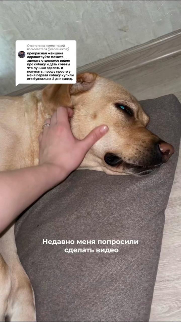 На связи лабрадор Бен-Бен в LOOKY. #263835222,#собака,#собакадругчеловека,#любовь,#малыш,#питомец,#дрессировка,#корм. Кроме вкуса, который...