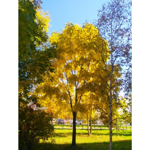 edamore.com_ в LOOKY. . 