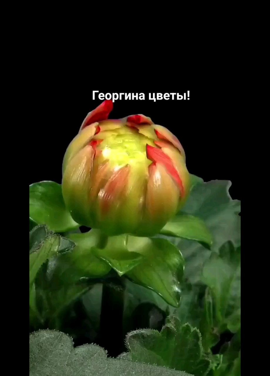 Инна in LOOKY. . Георгина цветы!🌺🌺