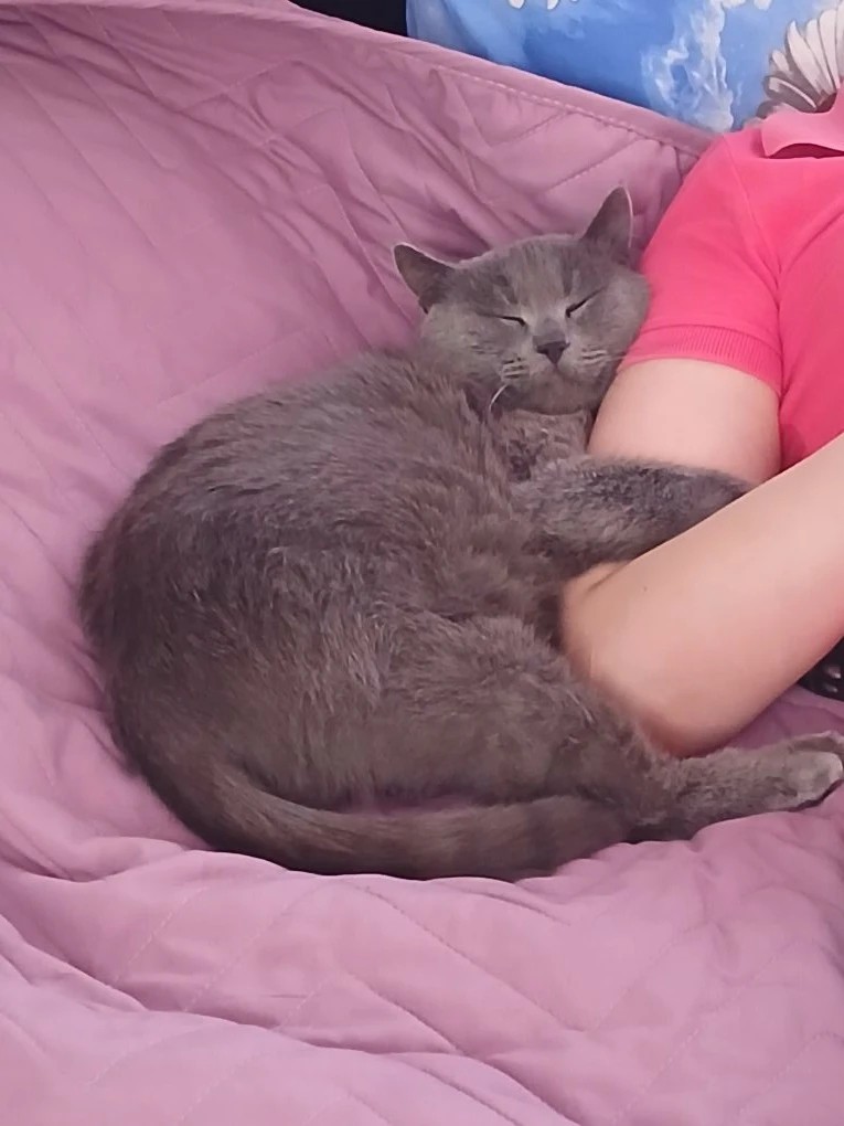 Когда рядом спит Саймон😺 страшно даже пошевелиться 🫶