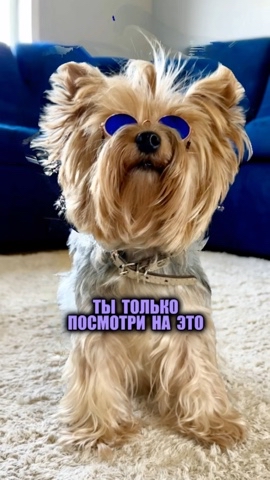 gryzinenko в LOOKY. #LOOKY_топ,#LOOKY_нейронка,#LOOKY_контент,#питомцы,#собака,#йорк,#lookypet. Оч круто🔥 Какой фил...