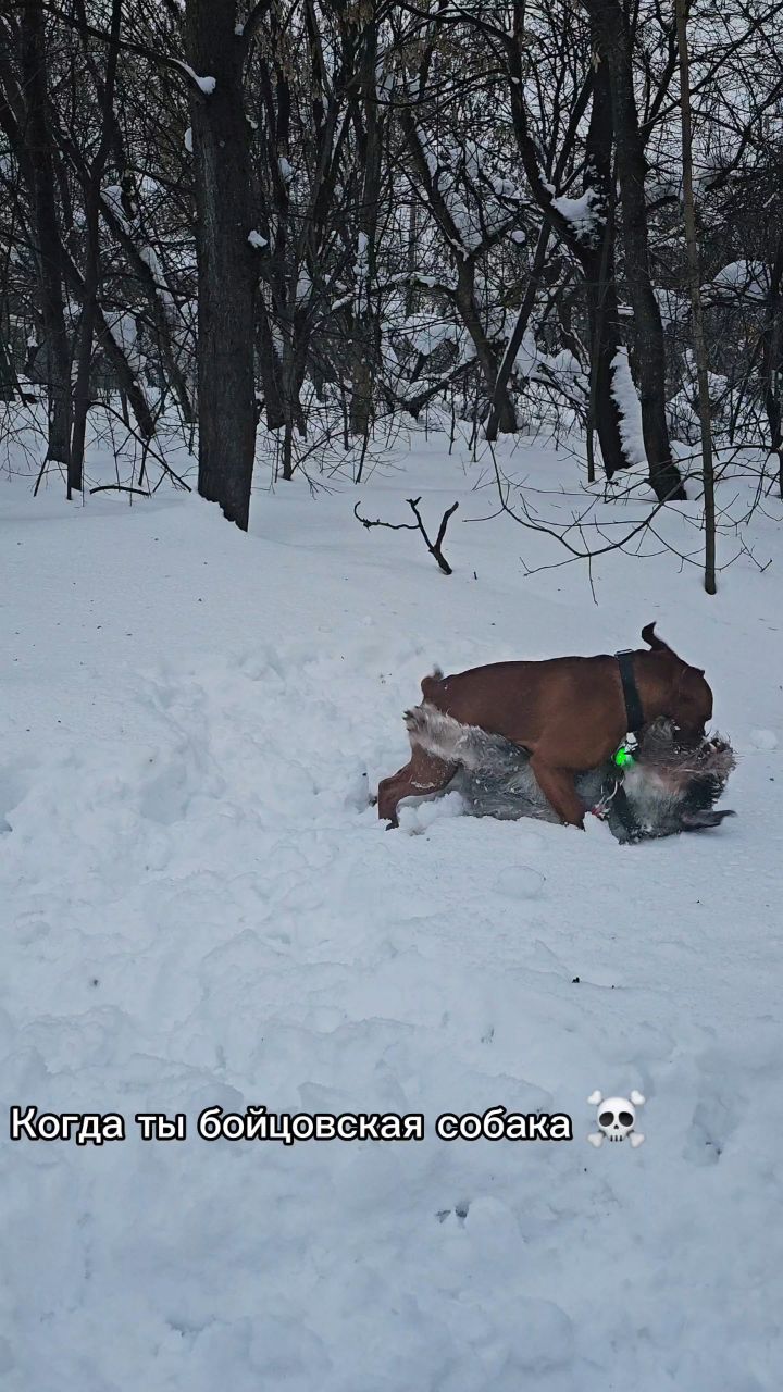 BuchTheStaffy in LOOKY