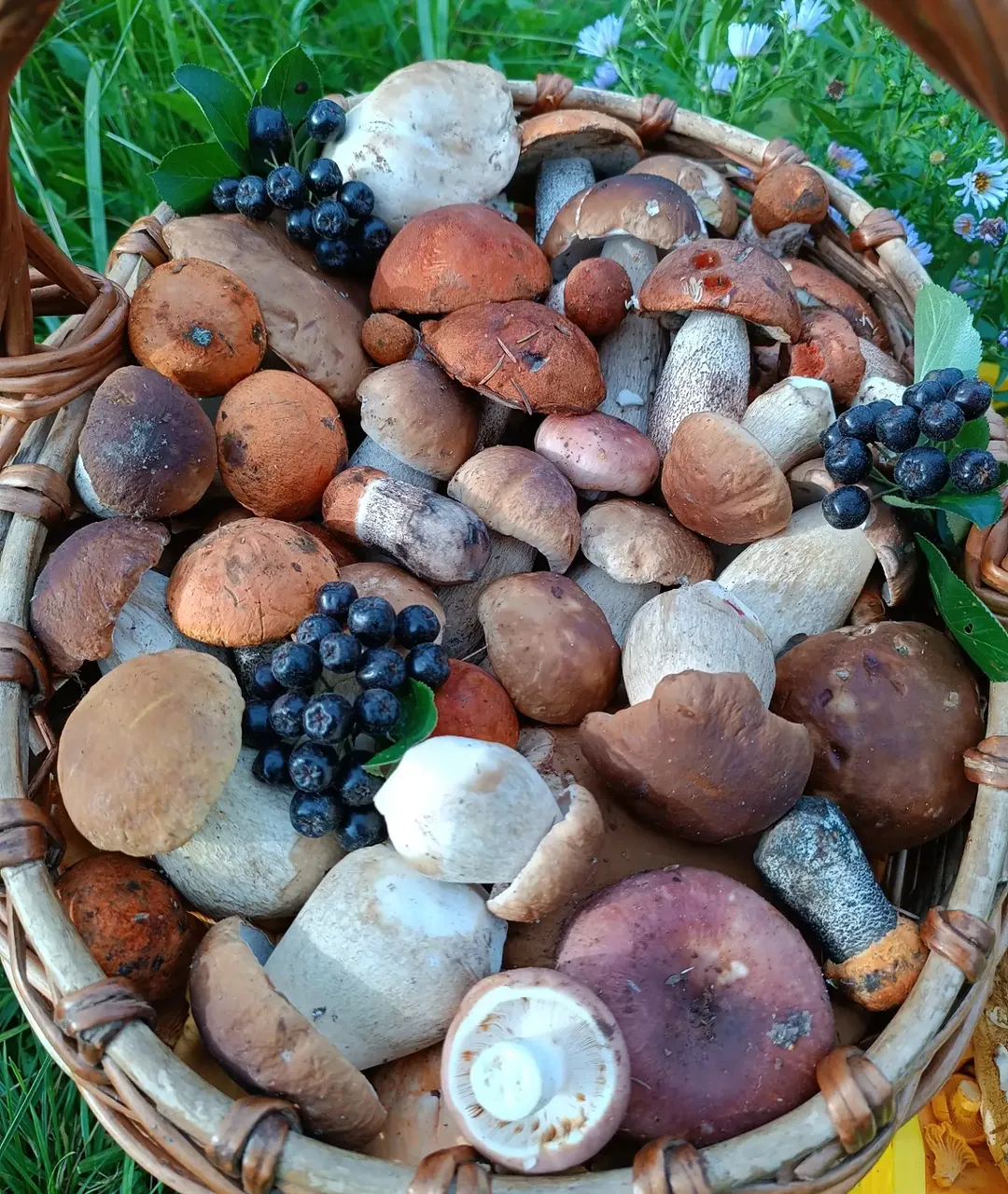 julka_kochetova в LOOKY. #mushroomsbasket,#mushroomforaging,#fungi,#augustmushrooms,#muchrooms. Августовские грибочк...