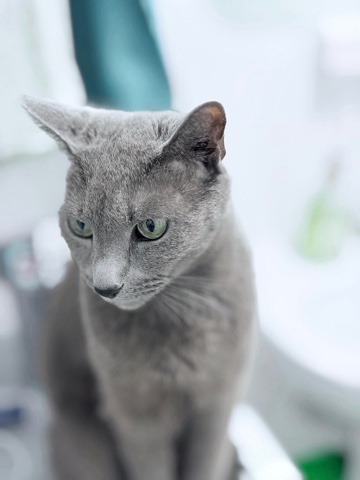 Margo_Levi в LOOKY. #котик,#моялюбовь. ✨
Вот сижу я. Взрoсл...