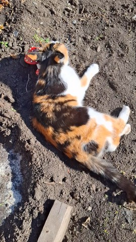 Тамара в LOOKY. . 