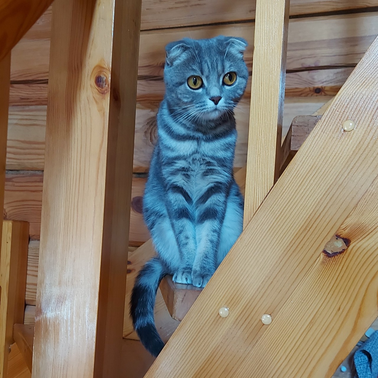 Looky_172865299268748 в LOOKY — За всеми надо бдить...
Без моего пригляда им не выжить!

#му