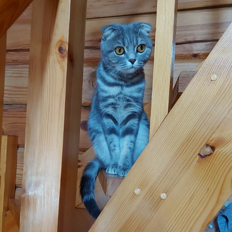 Мусиндра в LOOKY. #муся,#нелюбинкадом. За всеми надо бдить....