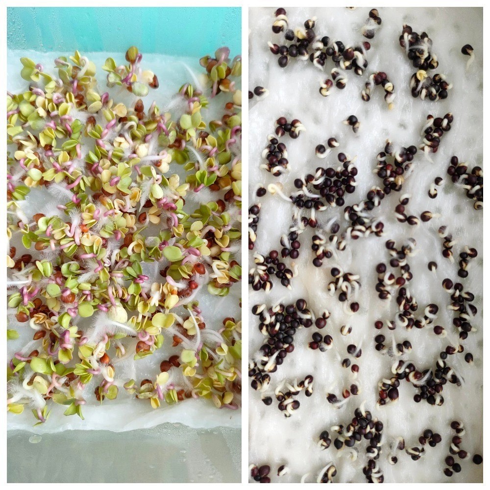 MicroGreens from Ladymari в LOOKY — фото 3
