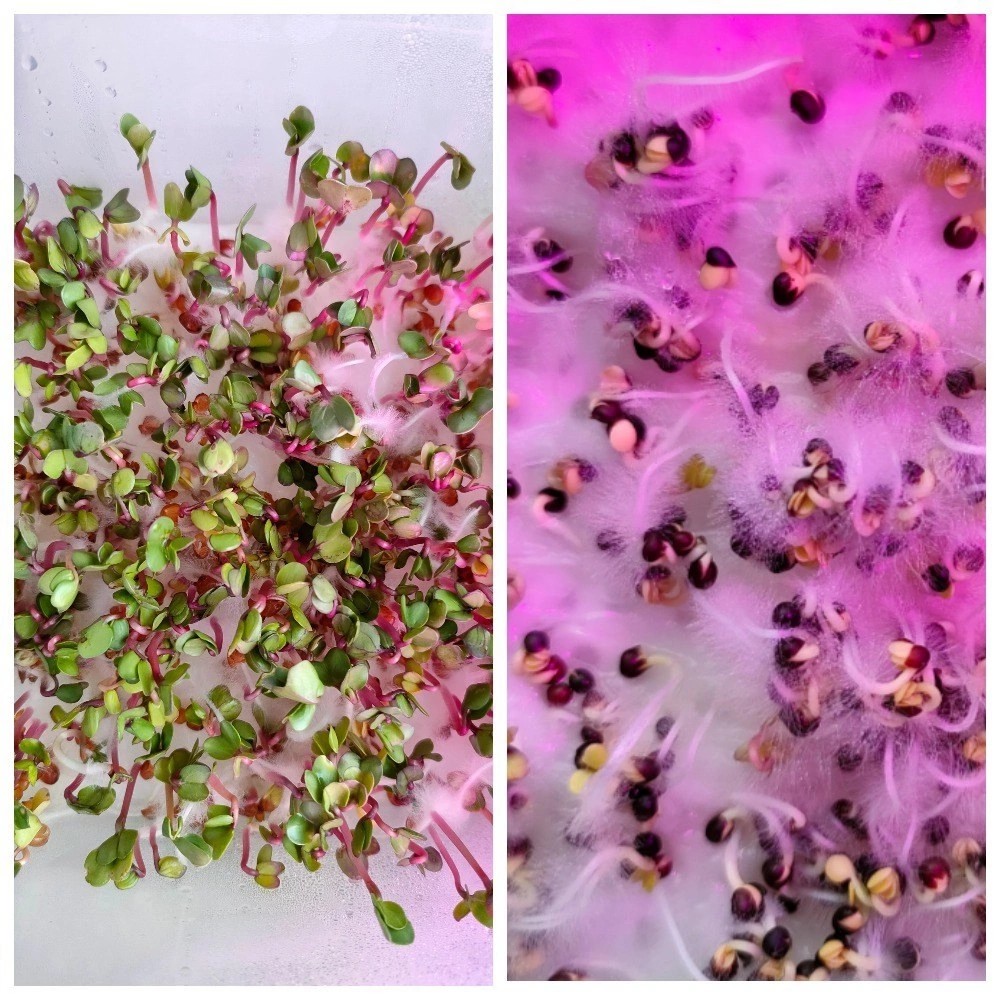 MicroGreens from Ladymari в LOOKY — фото 4