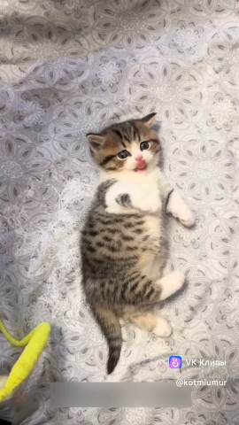 Senya в LOOKY — #Котя