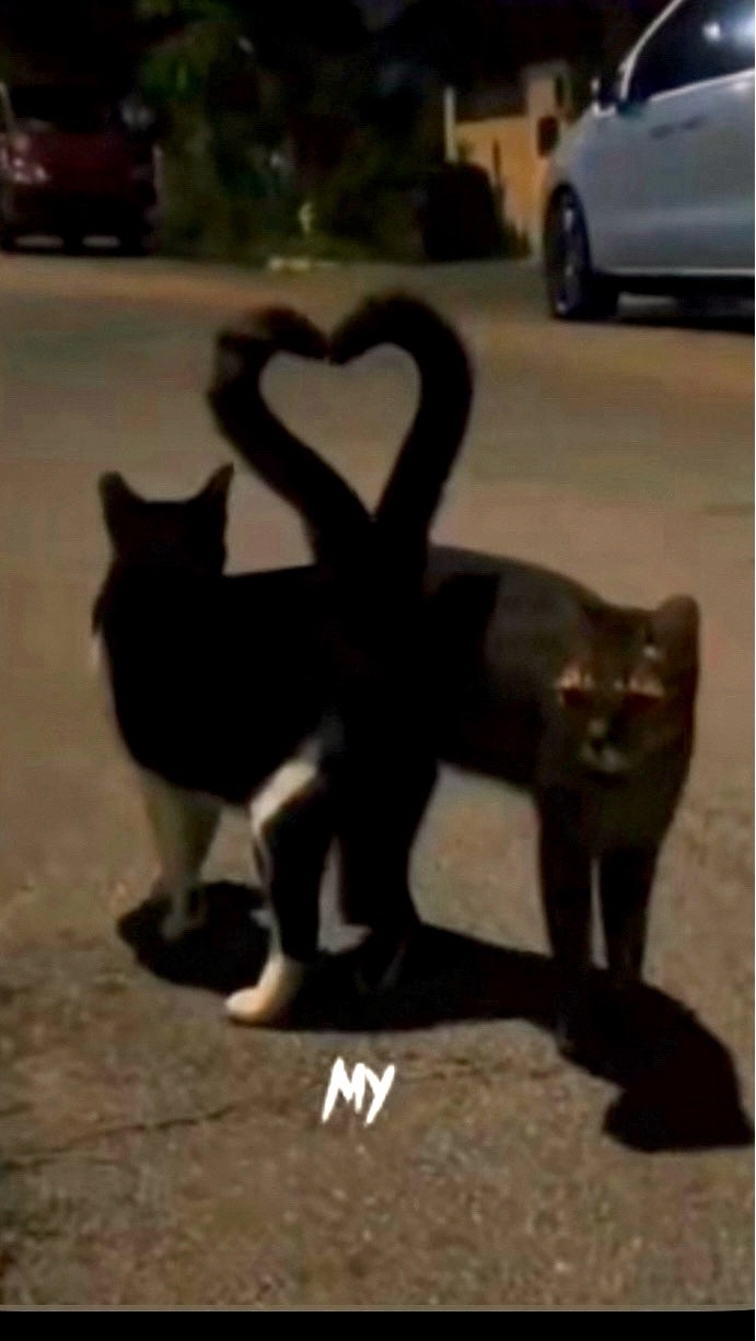 [#животные](животные) 