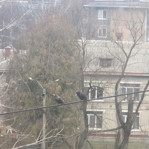 ms.lubvee в LOOKY. . Просто птички на пов...