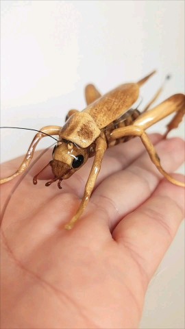 Bukashki в LOOKY. #сверчок,#cricket,#фигуркасверчок,#декоративныйсверчок,#игрушкасверчок. Декоративный сверчок...
