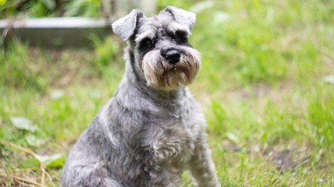 Leeny_a в LOOKY. #цвергшнауцер,#шарташ,#Роки,#zwergschnauzer,#miniatureschnauzer,#служебнаясобака,#фотосессия,#nikon,#helios,#гелиос,#гелиос44,#helios44,#боке,#photographer,#photo,#photography. #цвергшнауцер #шарта...