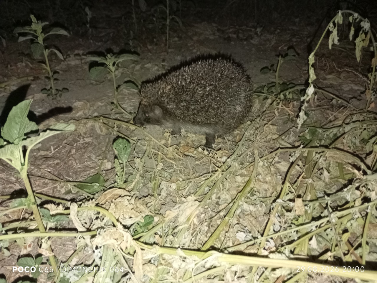 Ёжик. 🦔