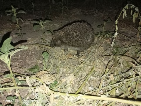 dimonchik064 в LOOKY. . Ёжик. 🦔
