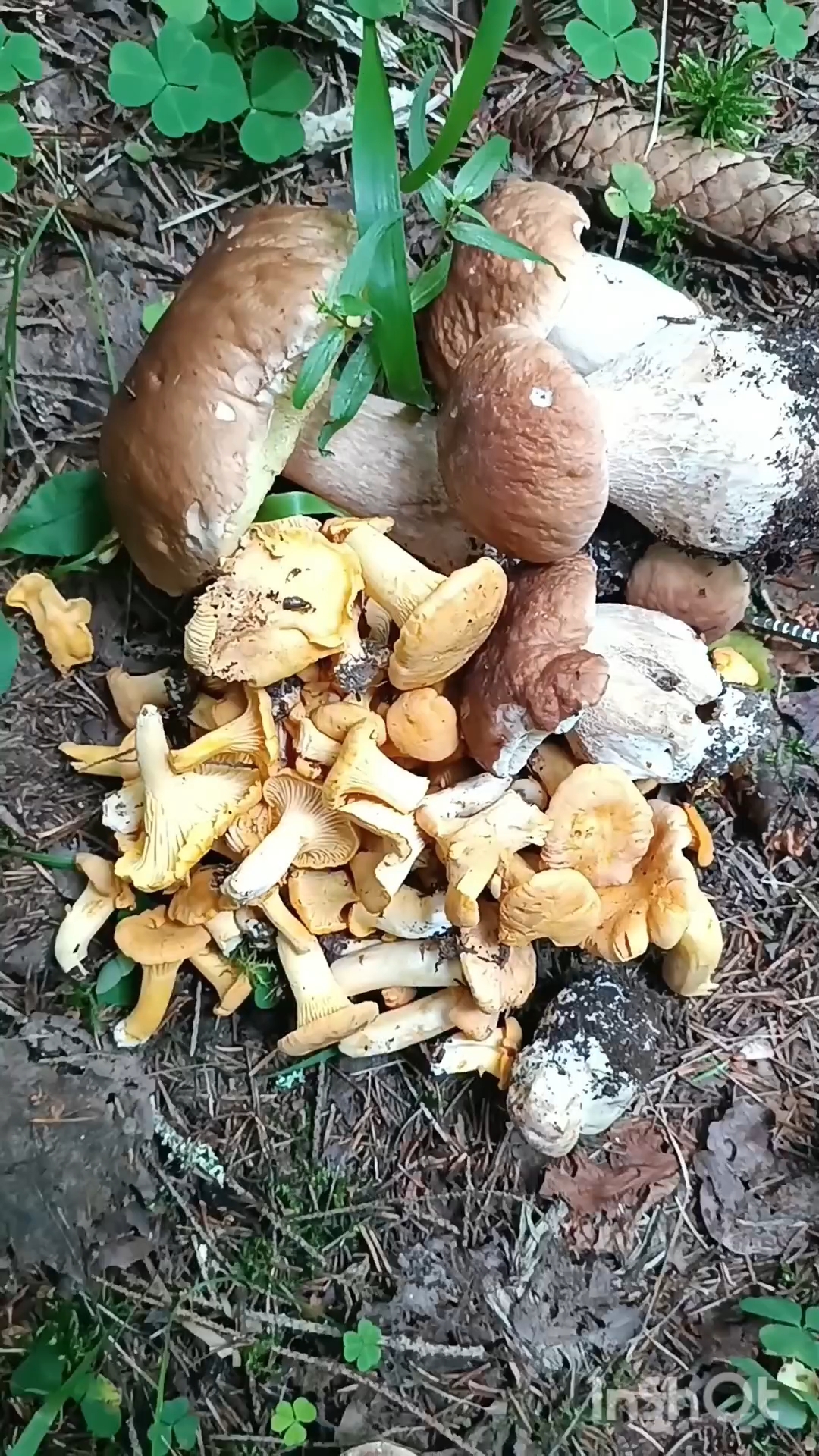 julka_kochetova в LOOKY. #грибы2026,#грибы,#mushrooms,#fungos,#грибнаяпора. Июльские грибочки🍄�...