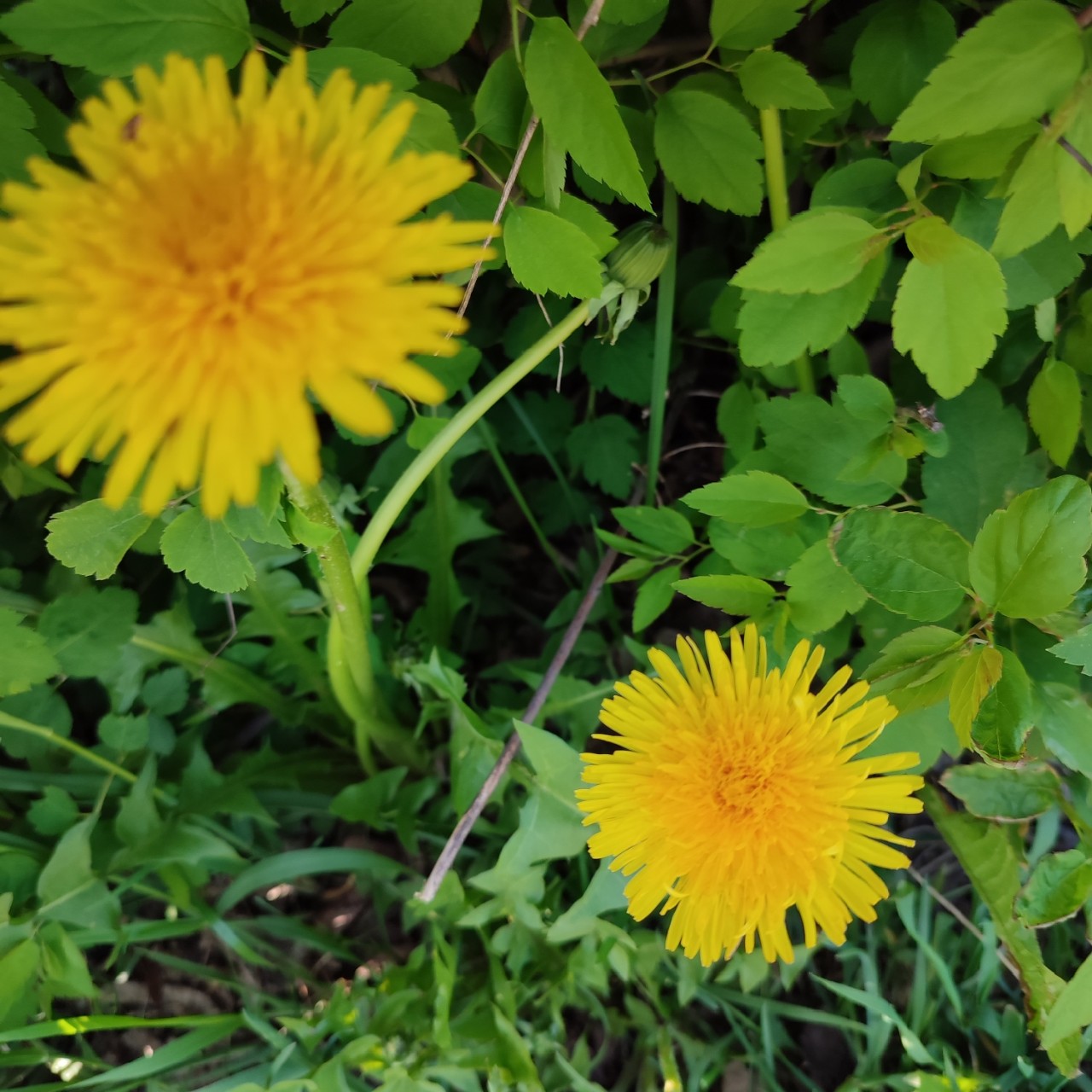 gostinnaknitting в LOOKY — фото 9