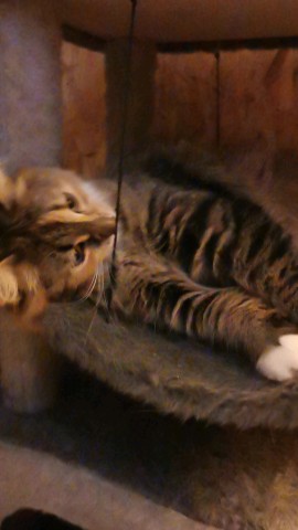 SDenis в LOOKY. #котики. Без комментариев... ...