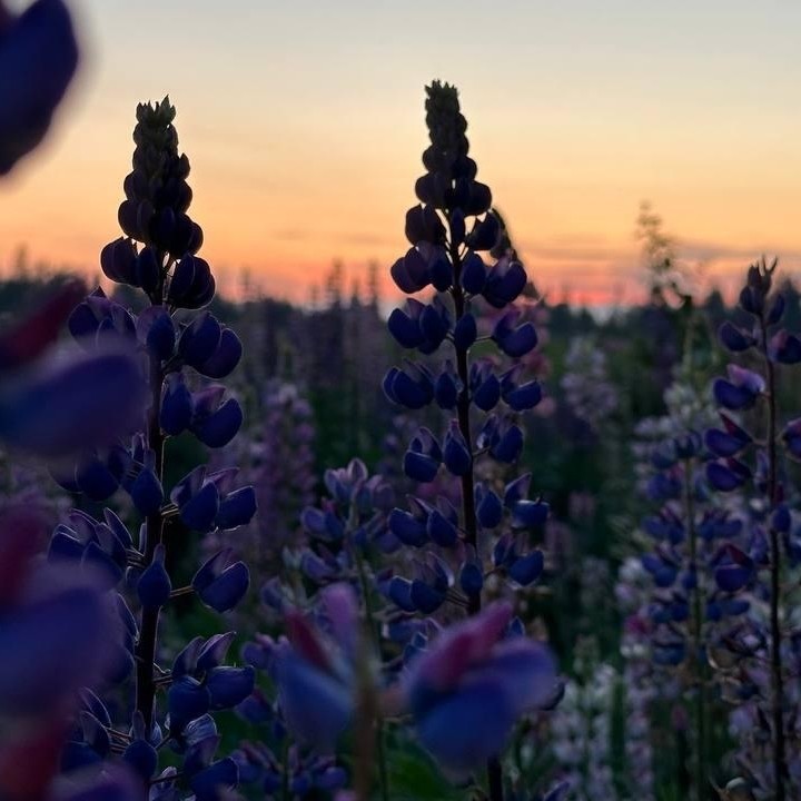 Галина Венн в LOOKY. . 📍Всё, кина не будет...