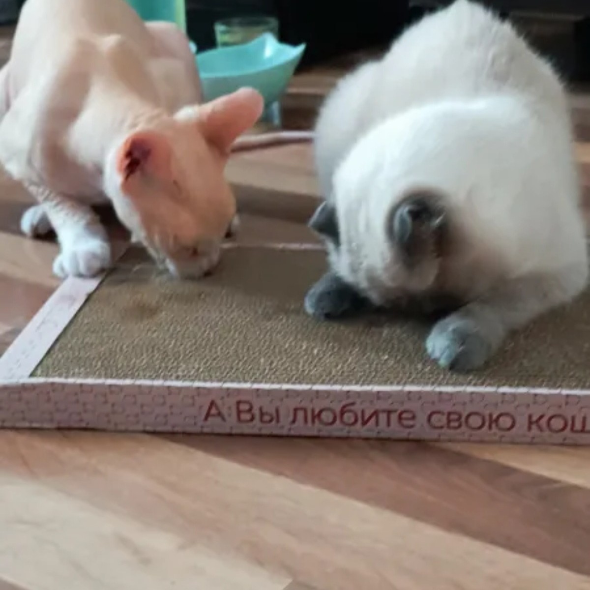  в LOOKY — ✅️"Огонь🤪🤪🤪 коты в экстазе"✅️
-отзыв Юлии А.
www.kogtedra