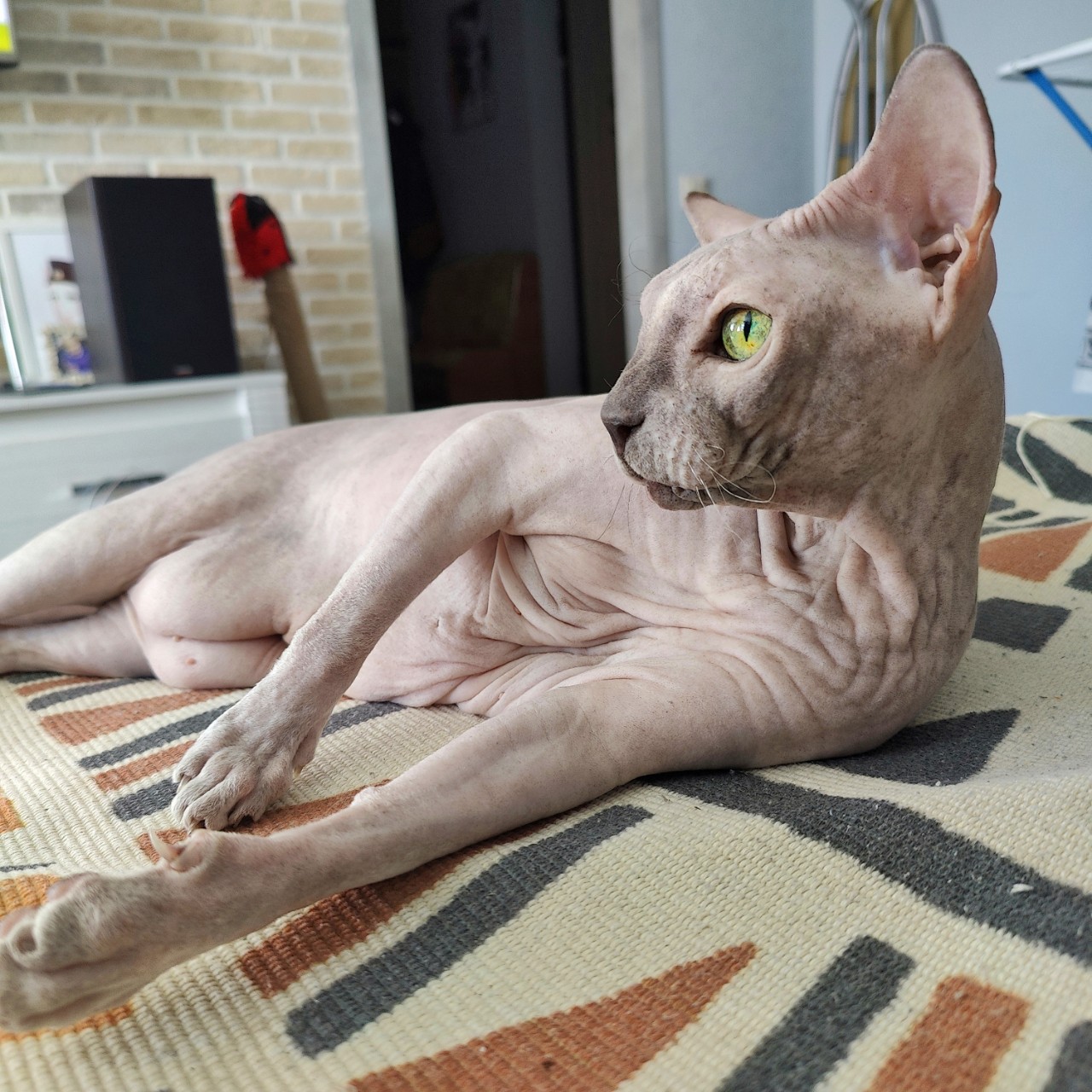 Виктор в LOOKY. #сфинкс,#sphynx,#донскойсфинкс,#кошка,#котики,#котэ,#лысая,#evasphynxcat,#мыизкотограмаlooky,#looky_official,#looky,#LOOKY_контент,#looky_you,#you. Привет! С пятничкой....