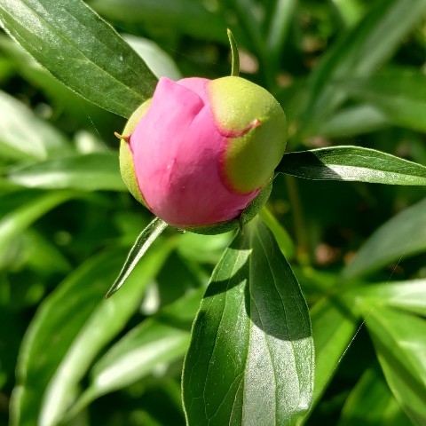 animate в LOOKY. . Пионы🌸

Самые первы...