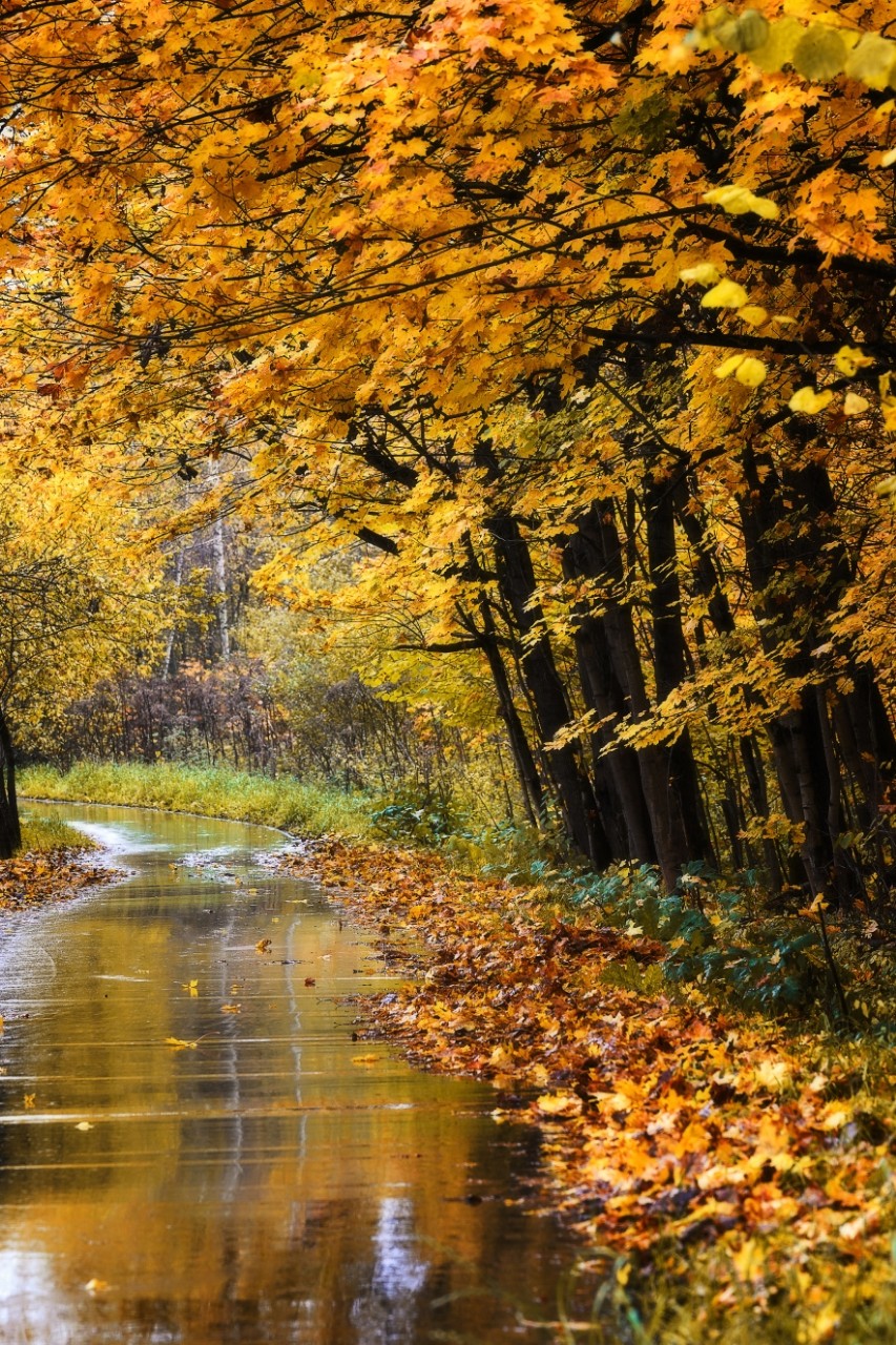 poboruev_landscape in LOOKY