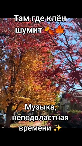 ВОЛК СЕРЫЙ в LOOKY — публикация