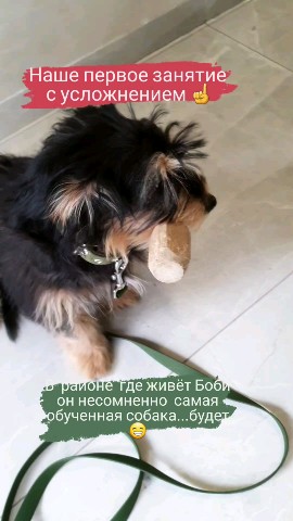 Ната Ли в LOOKY. #щенки,#дрессировщиксобакимосква. Чем раньше  начать  ...