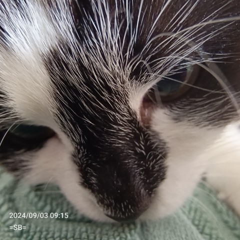 _SB_ в LOOKY. #котейка. #котейка