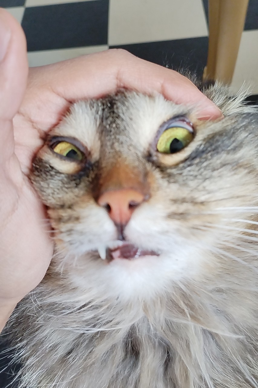 Смешная кошка Марни 
 Funny cat😂#кошка #марни #животные #питомец