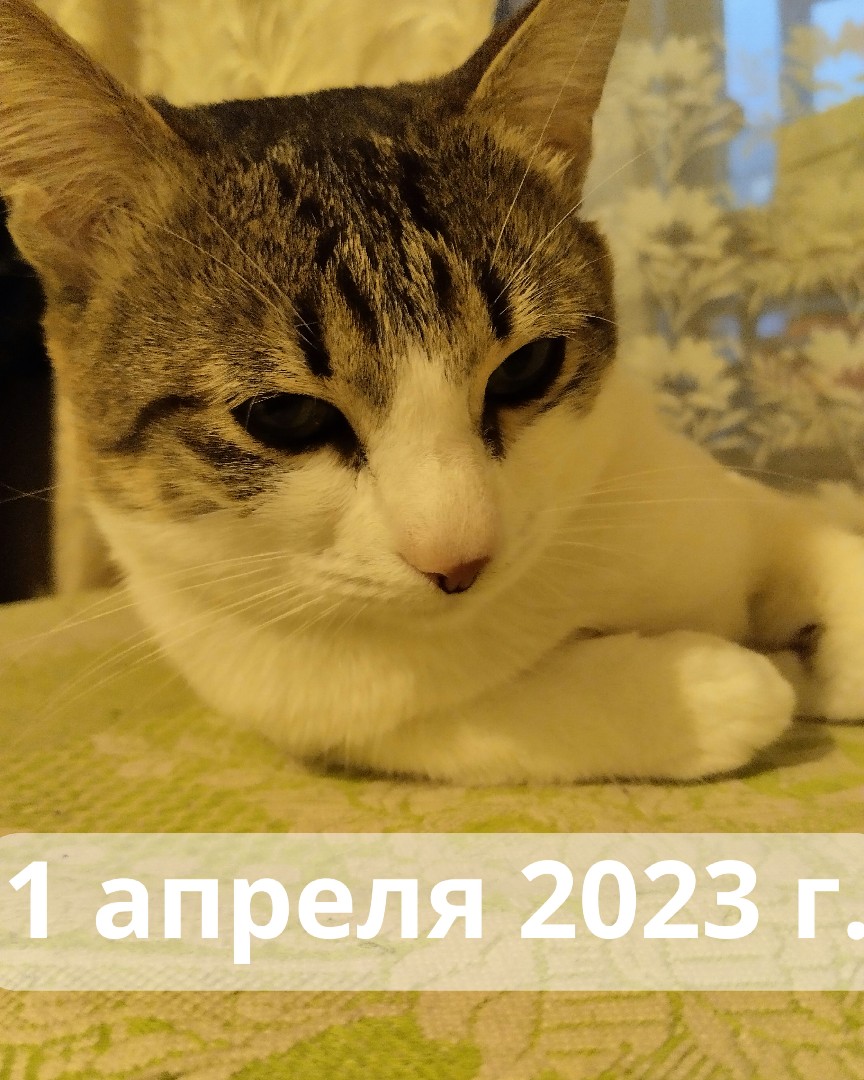 Кот Мурчик in LOOKY. . С 1 апреля буду рад ...