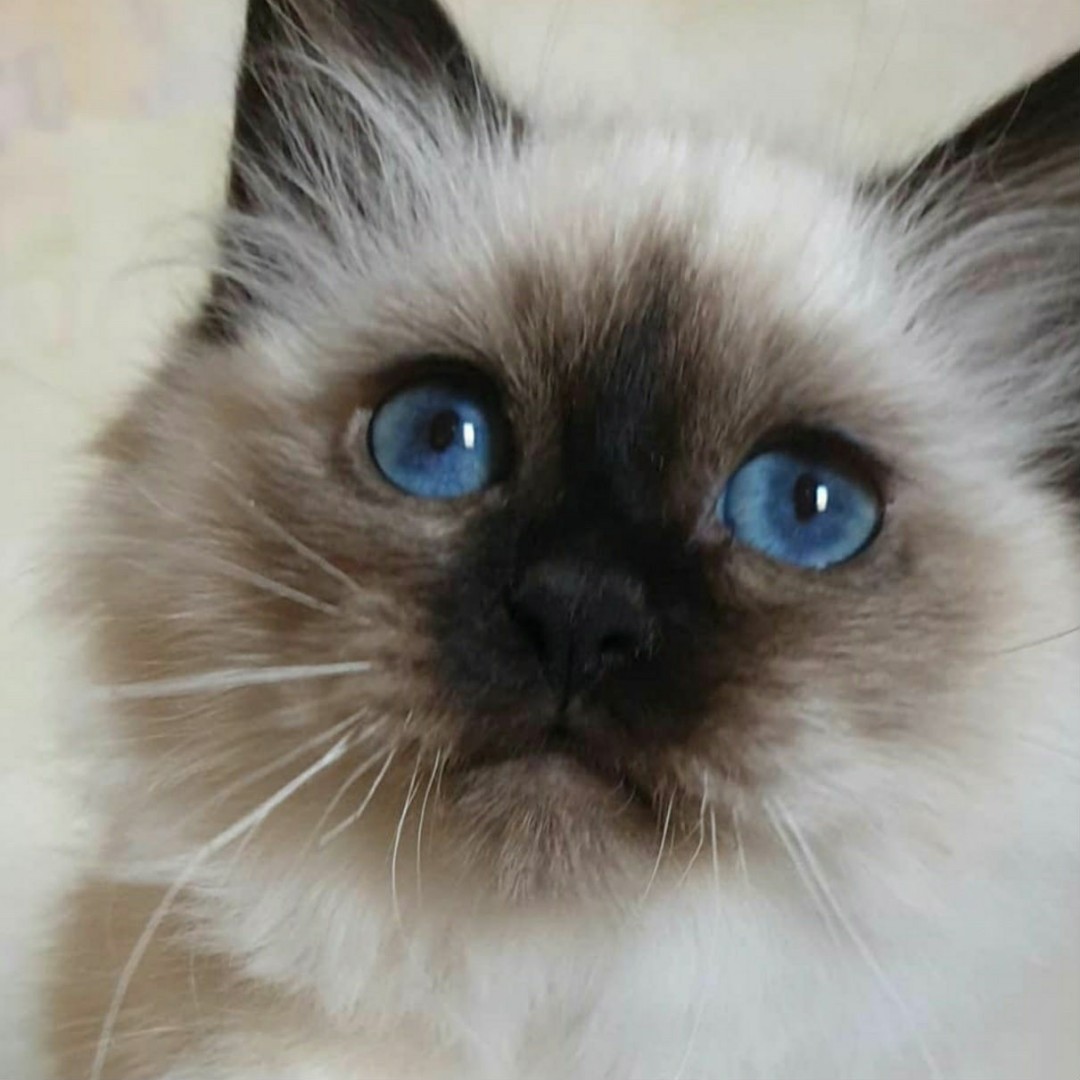 sacredbirman в LOOKY — Котенок Священной бирмы. 

#священнаябирма [#бирманскаякошка